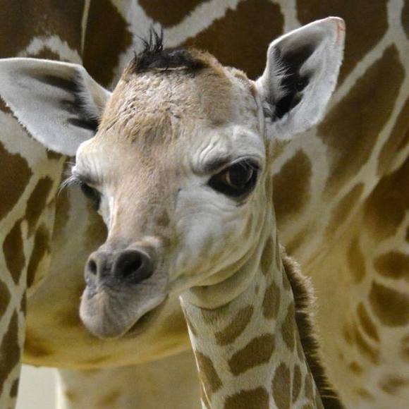 Meet your Posher, Lynnette - Picture 1 of 1